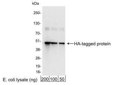 Western Blot: HA Epitope Tag Antibody [Biotin] [NB600-362B] - 200, 100, or 50 ng of E. coli whole cell lysate expressing a multi-tag fusion protein. Antibody used at 0.04 ug/ml (1:25,000). Detection: Streptavidin-HRP (0.1 ug/ml) and chemiluminescence with an exposure time of 3 seconds.